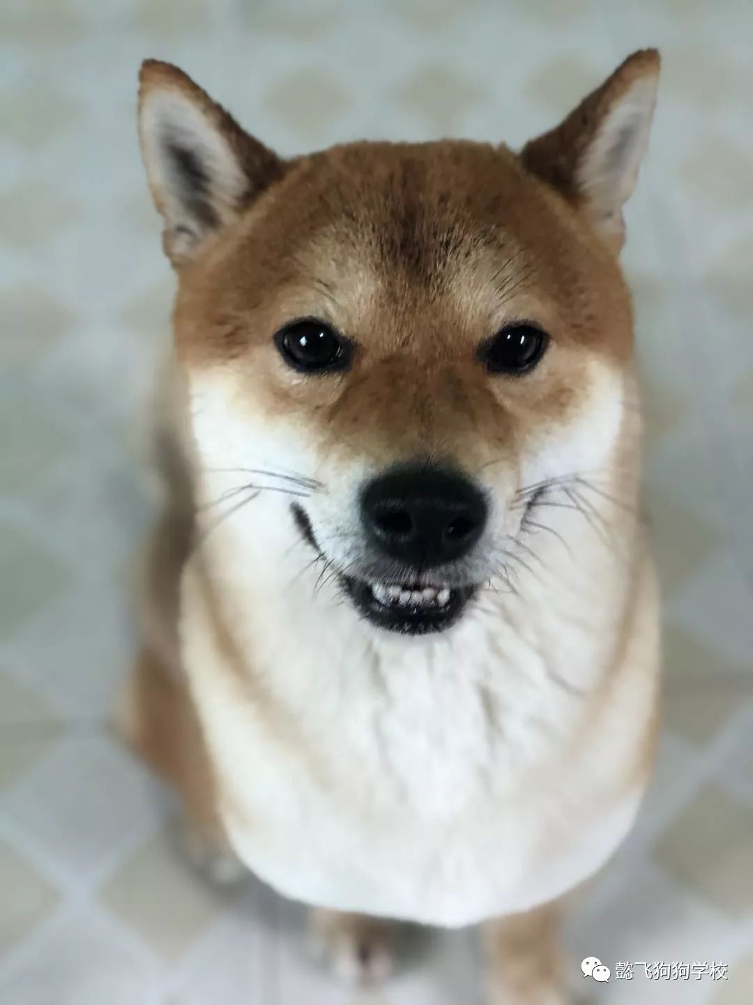 关于我和鬼变成家人的那件事