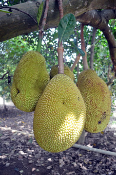 古剑奇谭之伏魔纪