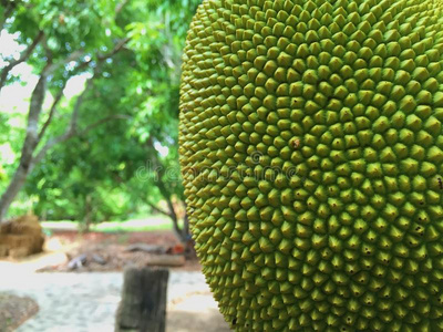 克雷兄弟的崛起