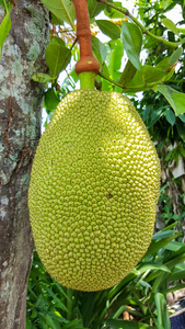 养鬼吃人6：死亡代码