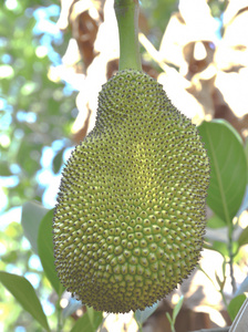 养鬼吃人6：死亡代码