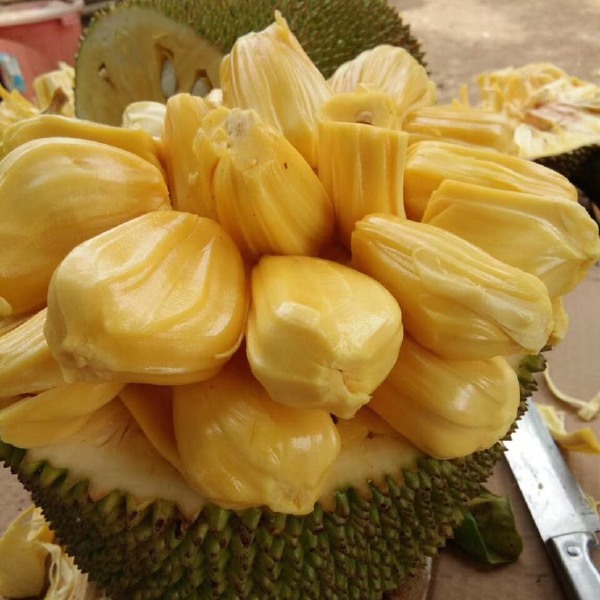 凿空者之西极神域